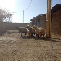 ۵راس شیشک میش بختیاری|حیوانات مزرعه|شیراز, محمدیه|دیوار
