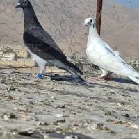 کبوتر کفترگم شده|پرنده|شیراز, محمودآباد|دیوار