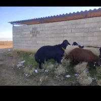 گوسفند گم شده