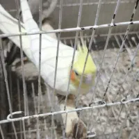 عروس هلندی|پرنده|مشهد, کوی المهدی|دیوار