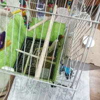 طوطی برزیلی|خزنده|میانه, |دیوار