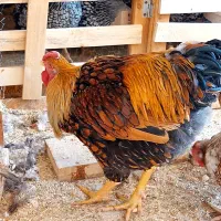 تخم مرغ نطفه دار ویاندوت جی اس سیلور بلو|حیوانات مزرعه|تهران, جیحون|دیوار