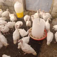 جوجه بوقلمون چهل روزه نژاد بیوتی|حیوانات مزرعه|دابودشت, |دیوار