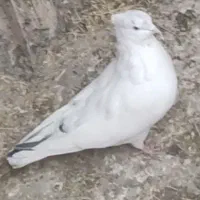 چند عدد کفتر رفته|حیوانات|زنجان, |دیوار