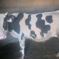 گوساله‌‌‌‌نر‌سیمنتال‌‌هولیشتاین‌‌هلندی‌‌محلی|حیوانات مزرعه|ماهدشت, |دیوار