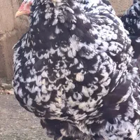 فروش جوجه برهمای بلک متلد|حیوانات مزرعه|سورک, |دیوار