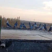 کبوتر|پرنده|میاندوآب, |دیوار