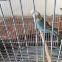 دو عدد مرغ عشق|پرنده|کوهدشت, |دیوار