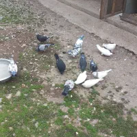 بهترین کبوتر ها