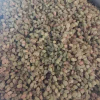 سبز سایه خشک