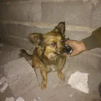 سگ اشپیتز 1ساله حرف گوش کن