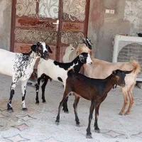نری شهری و کهره نزار 23تا 24کیلو گوشت زه نکرده
