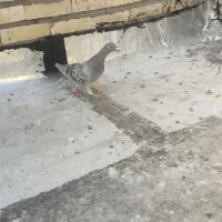 کفتر پرشی|پرنده|تربت جام, جامرود|دیوار