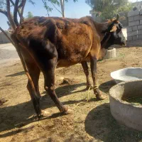 دوتا گاو راست گوشت