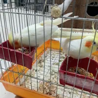 عروسک‌های مولّد با تخمِ نطفه‌دار (جانوران هلندی)