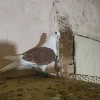 کفتر سار|پرنده|زبرخان, |دیوار