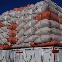 فروش کاه گندم دیم کیسه شده بدون واسطه ودلال تحویلی