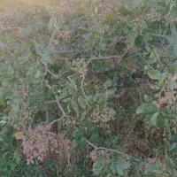 فروش دوحبه ملک کشاورزی ده کیلومتری کرمان