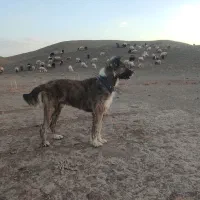 سگ گله ای
