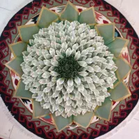 ارائه انواع پول آرایی شیک برای مراسم عزیزانمان