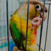 طوطی.گرنجیک|پرنده|کوهدشت, |دیوار