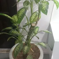 گل های طبیعی و سالم و گلدان خالی|گل و گیاه طبیعی|سنندج, |دیوار