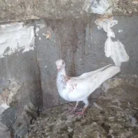 کبوترجوانه سار