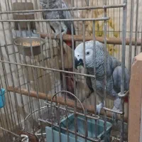 کاسکو مولد 100٪