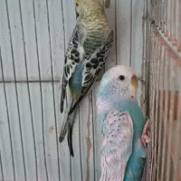 سه جفت پرنده رنگ خاص معاوضه فقط با فنچ زبرا