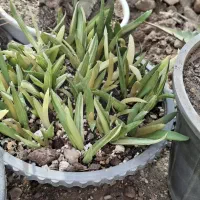 سرگرمی|کلکسیون و سرگرمی|تهران, خزانه|دیوار