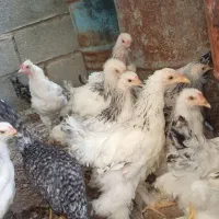 مرغ امپراطور|حیوانات مزرعه|سیستان, |دیوار