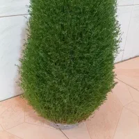 سبزه برای مراسمات|گل و گیاه طبیعی|کوهدشت, |دیوار