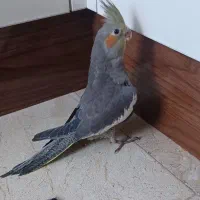 عروس هلندی نر وماده