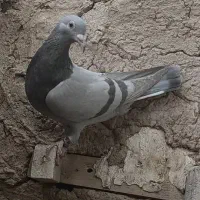 نروماده‌سوسنی پلاکی کفتر‌|پرنده|سیدان, |دیوار