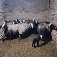 بره قوچ و میش اصیل شال معاوضه با پیکان‌وانت|حیوانات مزرعه|شال, |دیوار