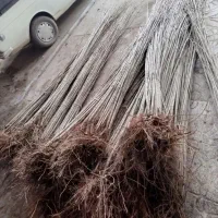 صنوبر نیگرای ترکیه با سوددهی زیاد و درآمد میلیاردی