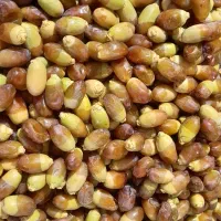 خارک و رطب تازه آبادان