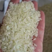 فروش برنج درجه یک کامفیروز