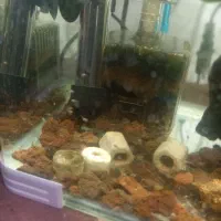 جوجه فلاور باکس ۲۰روزه.کت چوبی فنکوس کلمبیا|ماهی|ارومیه, |دیوار