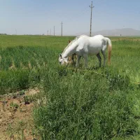 فروش اسب مادیان