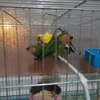 طوطی ملنگو ، برزیلی ، عروس و مرغ عشق|پرنده|ابهر, |دیوار