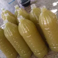 آبغوره سبز تازه و دستگیر