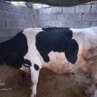 گاو چاق
