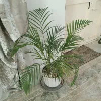 گل آپارتمانی نخل شامادورا