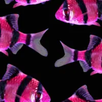 آکواریوم نمو گوپی آنجل اسکار فایتر سیچلاید دیسکاس|ماهی|همدان, |دیوار