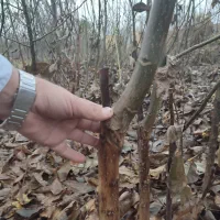 ارقام پایه رویشی و پایه بذری نهال|خدمات باغبانی و درختکاری|اصفهان, بوستان ناژوان|دیوار