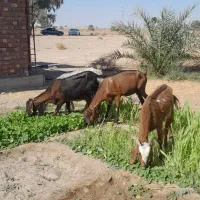 بز ابستن|حیوانات مزرعه|جیرفت, |دیوار