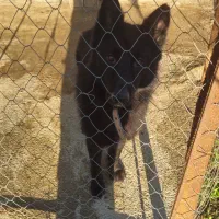 سگ ژرمن شپرد|سگ|رودسر, |دیوار