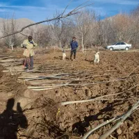 نهال تظمینی گردو|خدمات باغبانی و درختکاری|مشهد, انقلاب|دیوار