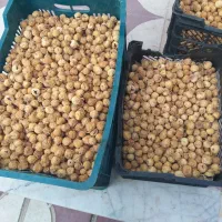 انجیر